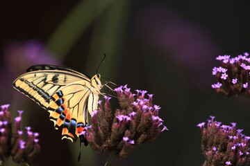紫の花の蜜を吸うアゲハチョウ