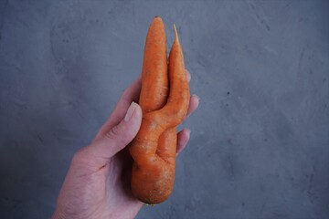 Fresh ugly carrot in hand a grey background, collected in a vegetable garden.View from...