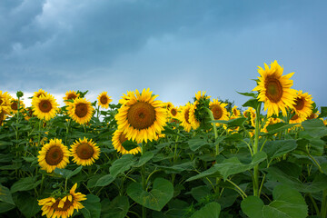 Fototapeta premium A field of sunflowers before the rain. Black rain clouds over a field of sunflowers
