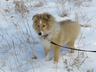 щенок шелти