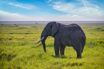 Fototapeta na wymiar Solitary elephant in the vast open grasslands of the Serengeti