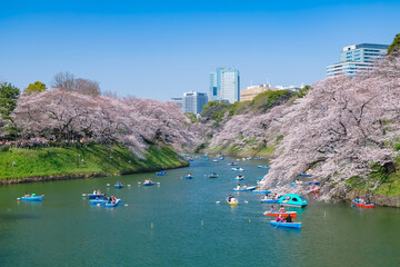 春の千鳥ヶ淵