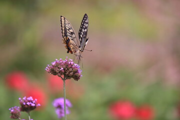 花壇の中で蜜を吸うアゲハチョウ