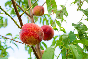 Close-up, branch of a tree peach with ripe red juicy fruits in a green garden. Summer vitamins