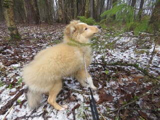 щенок шелти