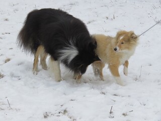 щенок шелти