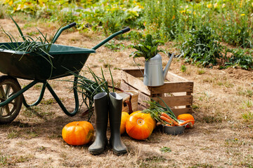 Autumn, harvest time. Composition with metal watering can, green garden truck, wooden case with ripe orange pumpkins, carrots, rubber boots. Rustic decor, fall inspiration. Close up, outdoors