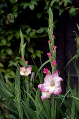 Pink and white hybrid Gladiolus flowering in an English garden