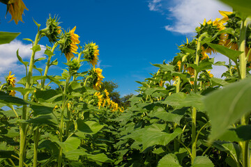Sunflowers on the field on a bright sunny summer day. Sunflower seed.