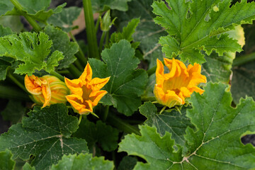 Ripe green zuccinni on the garden bed. Bright orange flowers - ingredient for delicious gourmet dish. Close up, green background