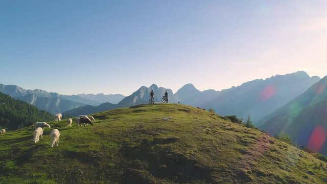 Aerial - Picturesque scene of two mountain bikers on a hill looking at the view, surrounded by flock of sheep