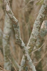 tree, nature, branch, forest, green, wood, branches, plant, trees, leaves, park, woods, bark, sky, summer, leaf, trunk, spring, foliage, grass, oak, old, natural, blue, white