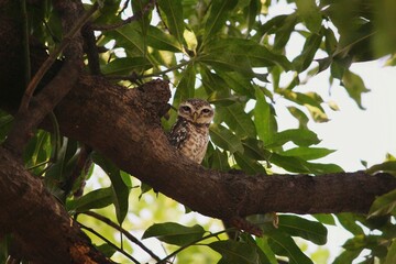 Baby spotted owl sitting on a branch of a tree.