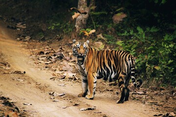 Naklejka na ściany i meble Tigress taking a walk through forest sighted in a wildlife sanctuary .
