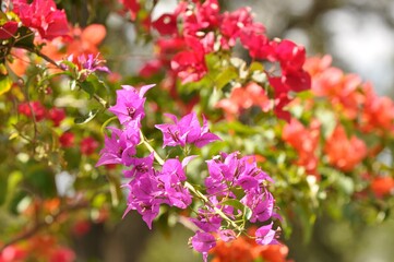 flower, pink, nature, flowers, garden, spring, plant, green, blossom, bloom, summer, beautiful, tree, beauty, red, purple, blooming, natural, closeup, flora, floral, lilac, petal, macro,
