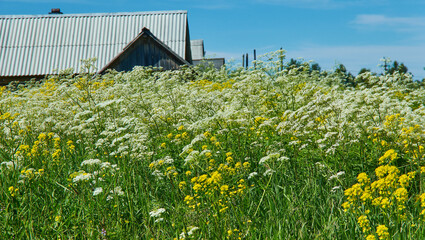 Achillea millefolium © Fanfo