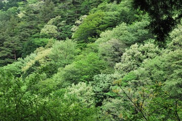 Fototapeta na wymiar 新緑の箱根の山でみる多彩な緑色