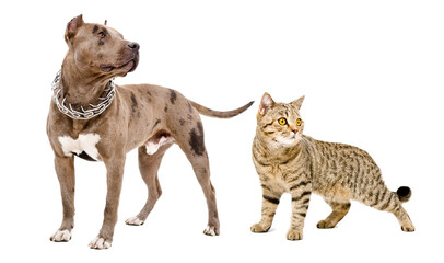 Dog breed pitbull and cat scottish straight standing together isolated on white background