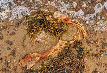 Brown algae White Sea Fucus