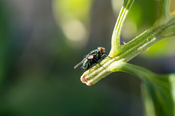 fly on a plant
