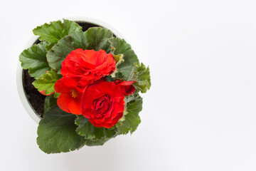 Potted home plant with red flowers on white background