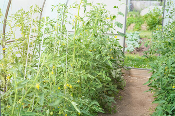 tomatoes growing in a greenhouse. countryside backyard. agriculture concept. tomatoes production. farming andseasonal garden work.