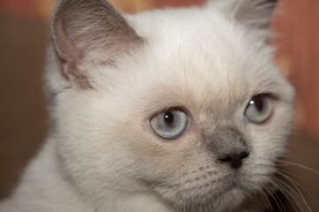 British white cat