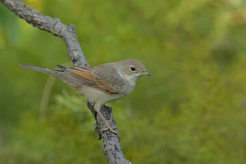 robin on a branch