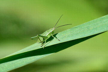 Small green grasshopper sitting on a leaf