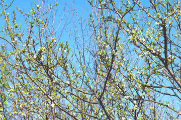 Plum tree branches white blossom