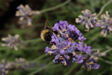 blühender lavendel