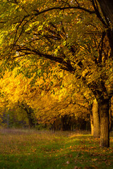 Fototapeta na wymiar Beautiful autumn park. Picturesque nature, golden trees in the rays of the sun.