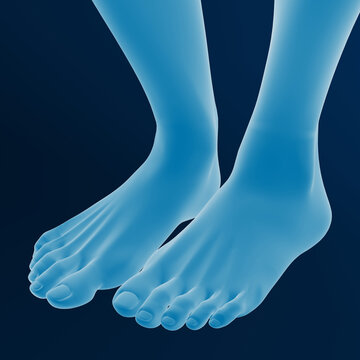 3D rendering of a foot
