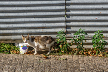 Street Cat Eating Donation Food