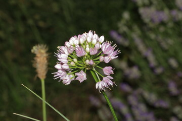 Blühendes Lauchgewächs