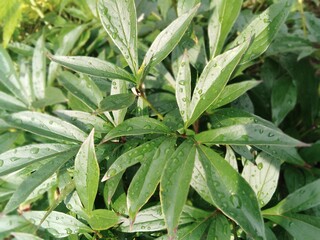 Obraz premium Leaves after rain on a summer day