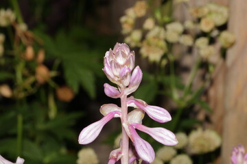 Lilienblüte im Garten