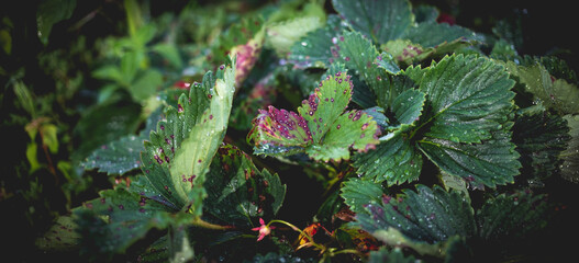 Infection of strawberry leaves with fungus. Strawberry disease - brown and red spots.