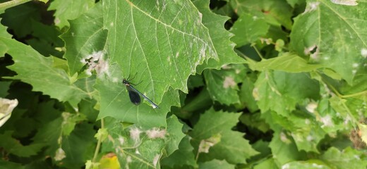 Dragonfly on a leaf