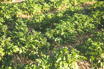 Young potato bushes mulched with straw at sunset