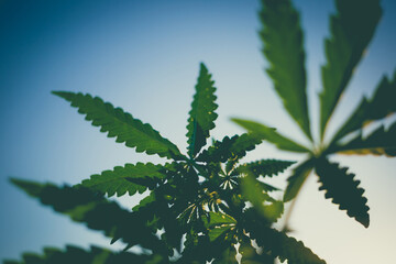 Beautiful toned photo of cannabis bush against the sky. Bottom view of a marijuana bush.
