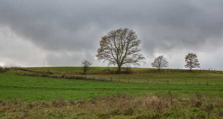 Landscape with trees against a gray cloudy sky