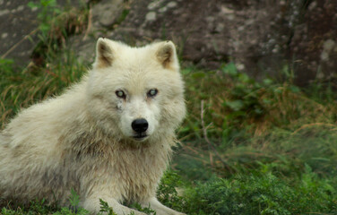 Old Artic Wolf Blinded by Cataracs