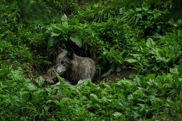Black Wolf Lying in Front of its Den in the Forest