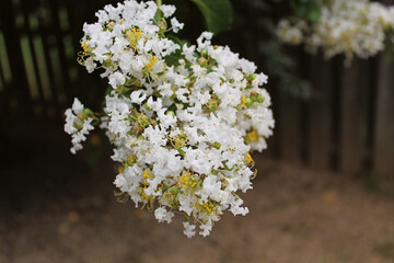 white cherry blossom