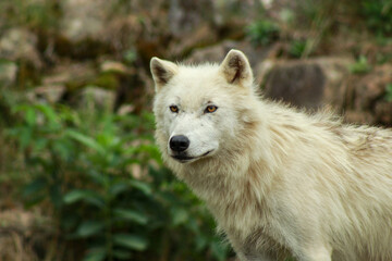 Naklejka na ściany i meble Young Male Artic Wolf in his Prime