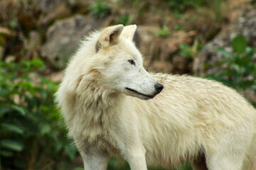 Obraz premium Artic Wolf Looking its Surroundings, Side Profile