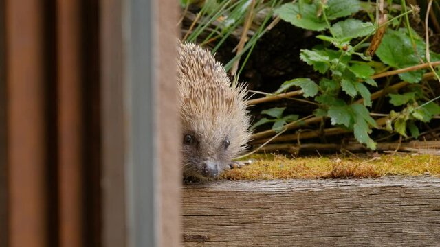 A hedgehog sitting in the garden on a wooden beam and sniffing in the air. Seen out of a cellar window in Germany in July.
