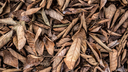 autumn leaves on the ground