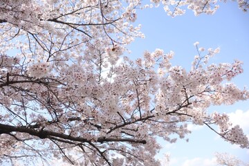 桜